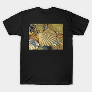 Scallop Fossil T-Shirt